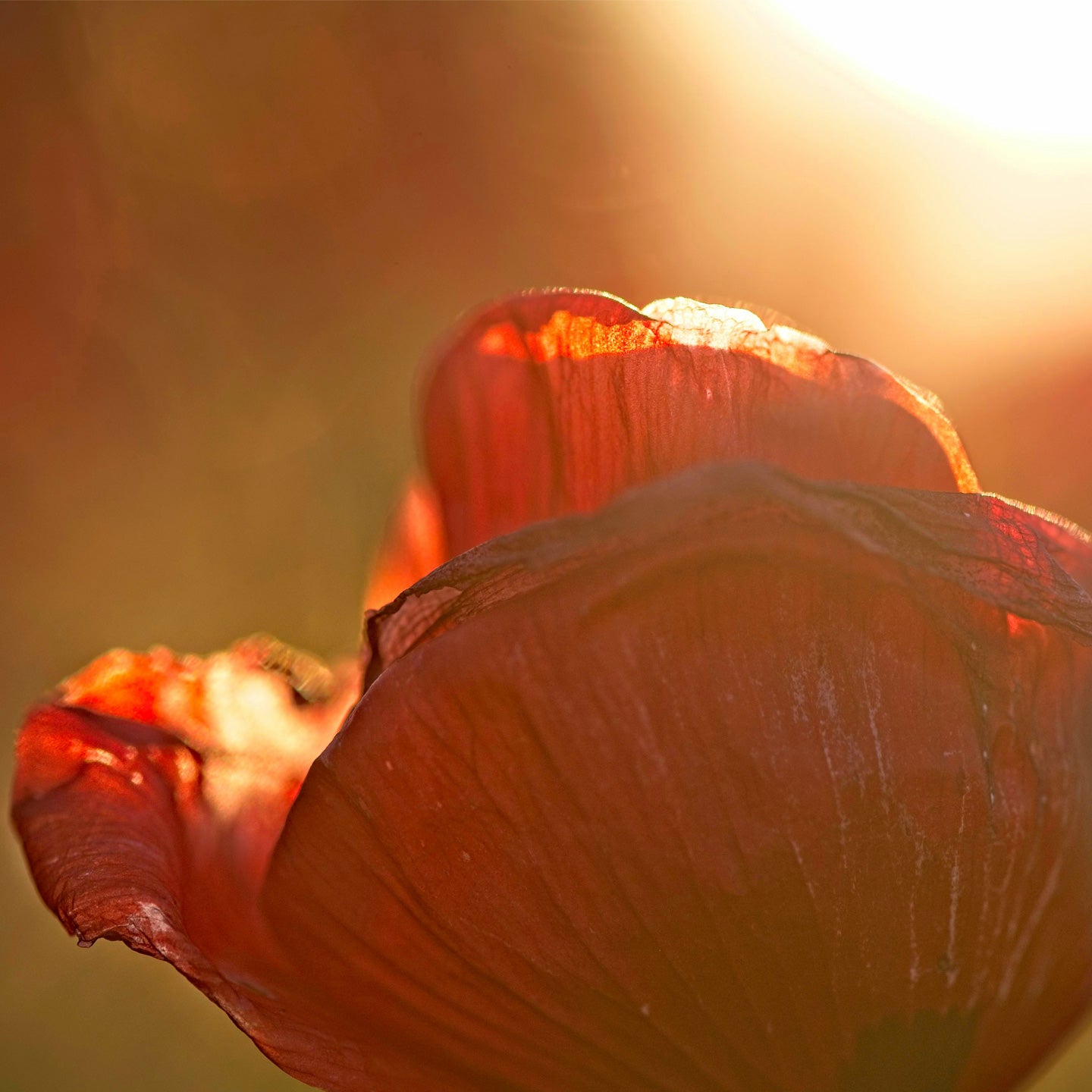 Petal Luminous Cashmere Body Oil