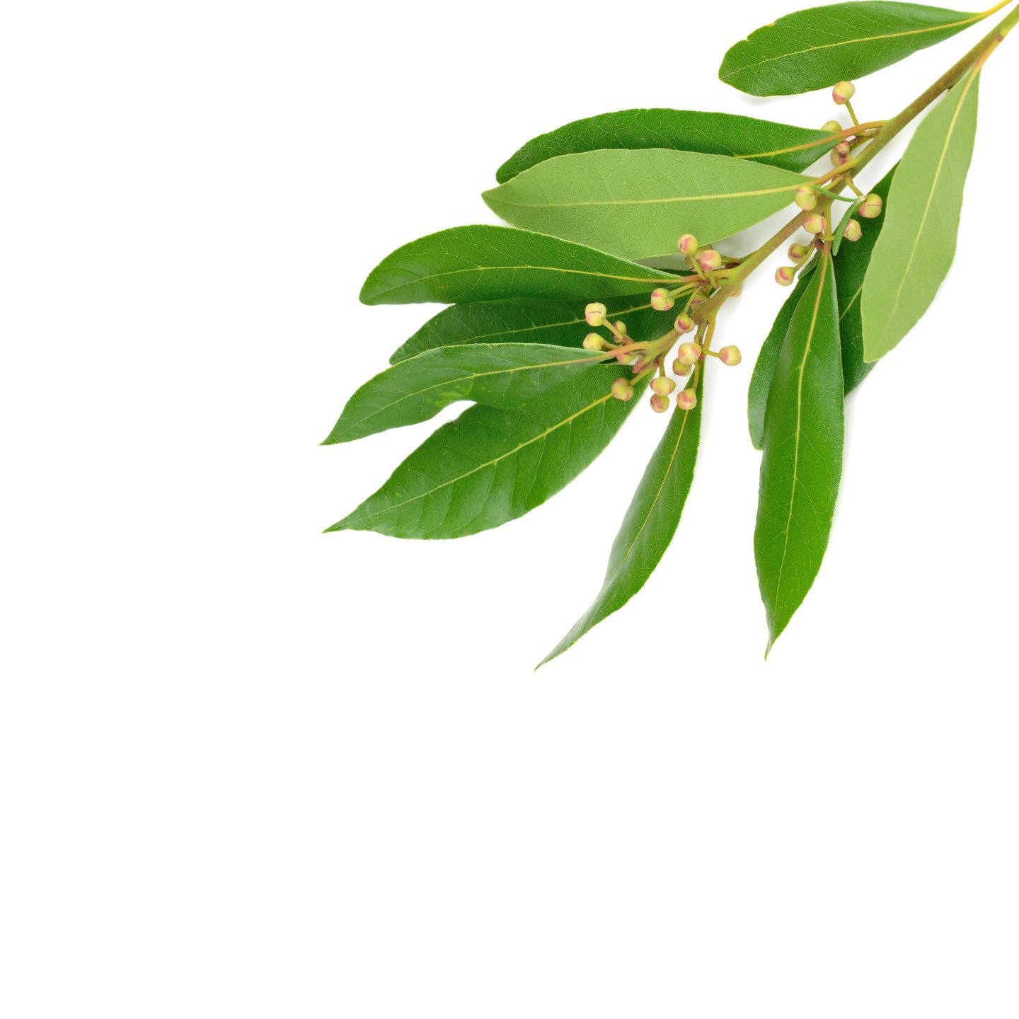 Ore Age Defying Probiotic Lotion
